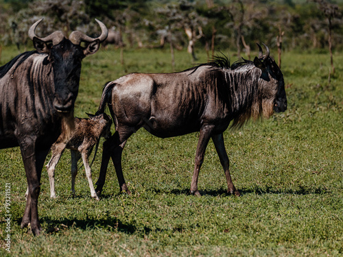 Newborn gnu calf bonds with mother, Masai Mara, Kenya