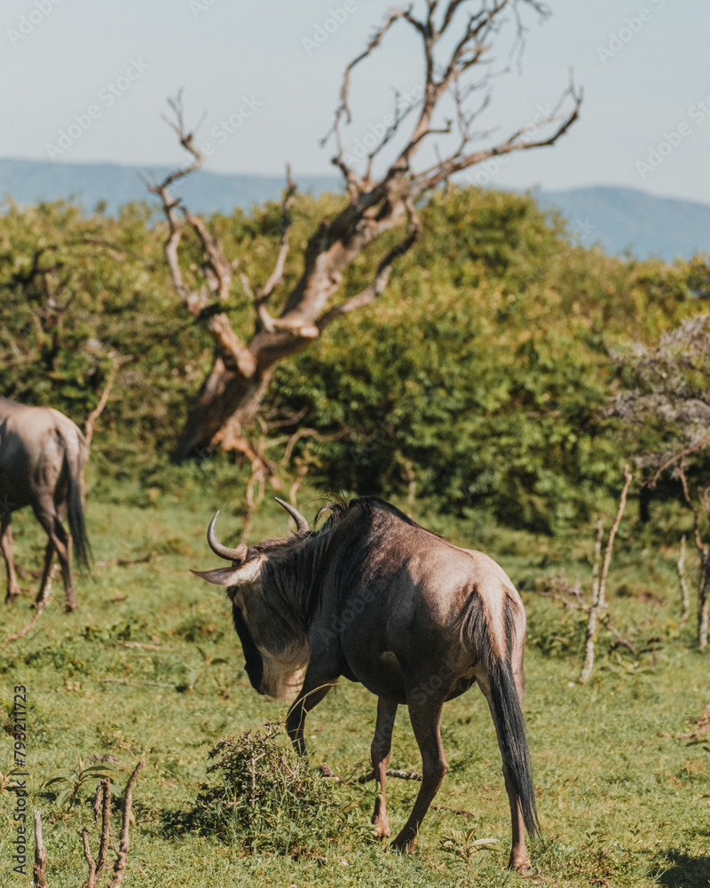 Wildebeest grazing in the Masai Mara, with a stark tree background Wildebeest grazing in the Masai Mara, with a stark tree background