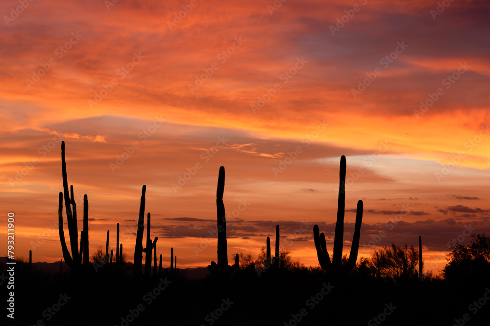 Arizona Sunset With Saguaros
