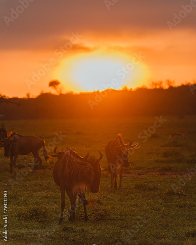 Wildebeest herd at sunset in the Masai Mara, Kenya