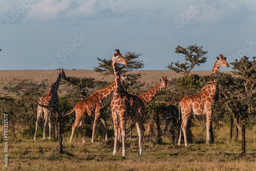 Herd of giraffes mingling in the vastness of Ol Pejeta, Kenya