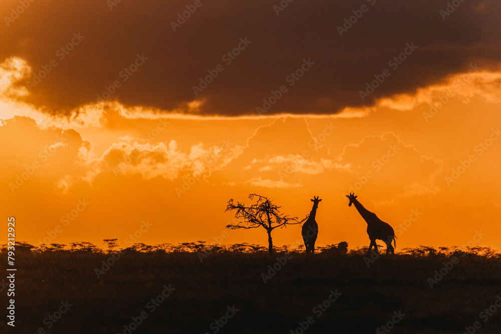 Giraffe silhouettes beneath a dramatic sunset sky in Ol Pejeta Giraffe silhouettes beneath a dramatic sunset sky in Ol Pejeta