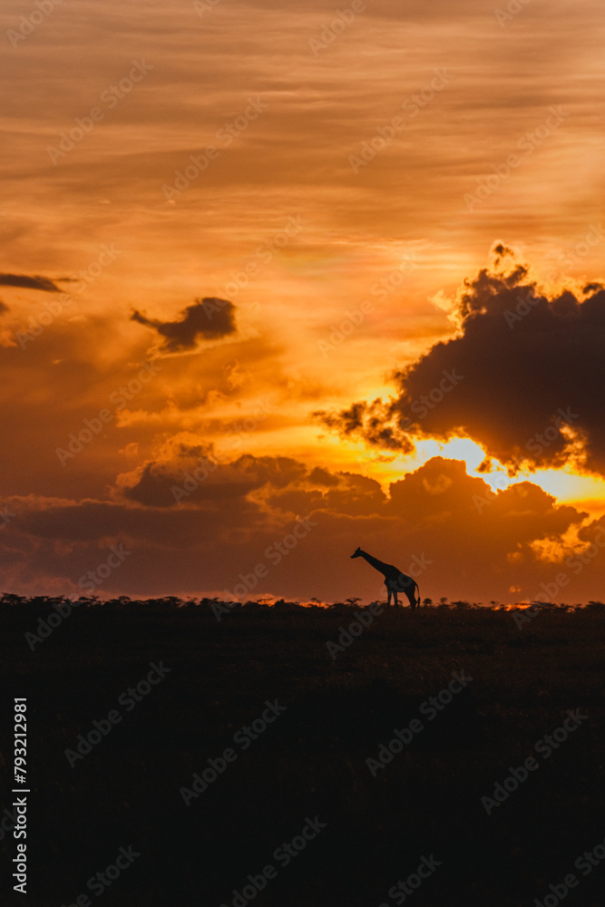 Giraffe silhouettes beneath a dramatic sunset sky in Ol Pejeta