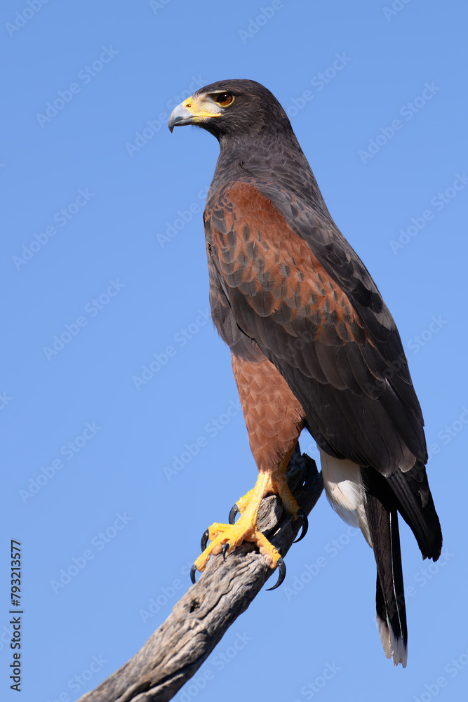 Harris's Hawk Sitting On Branch Harris's Hawk Sitting On Branch