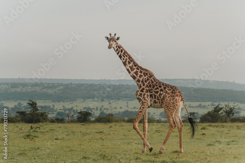 Giraffe grazing in the serene Ol Pejeta Conservancy photo