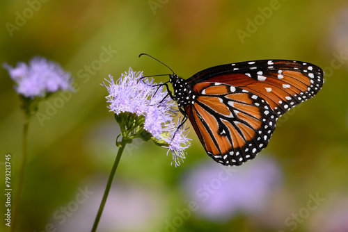 Queen Butterfly On Blooms