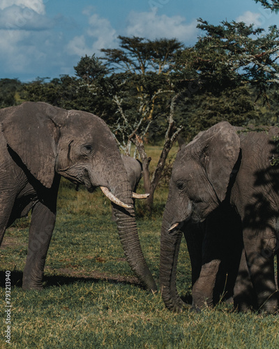Elephant duo bonding  Ol Pejeta  Kenya