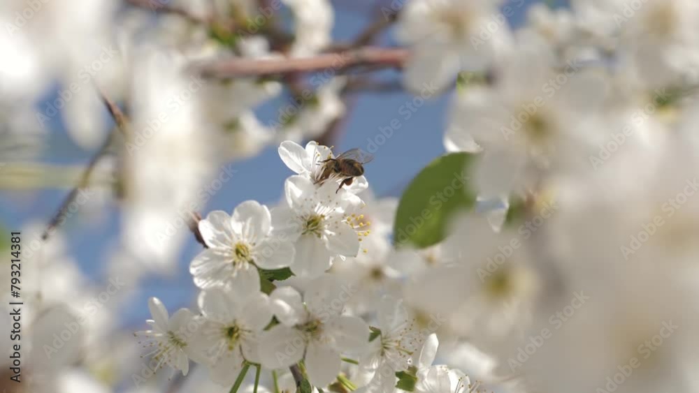 looking up a worker honey bee collects honey from the white flowers of a fruit tree and flies away. Spring flowering fruit trees are pollinated by bees. Flower spring honey looking up a worker honey bee collects honey from the white flowers of a fruit tree and flies away. Spring flowering fruit trees are pollinated by bees. Flower spring honey