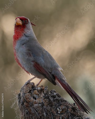 Pyrrhuloxia (Desert Cardinal) photo