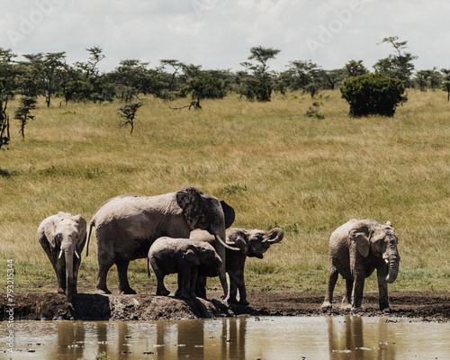 Elephants gather at a waterhole in Ol Pejeta  Kenya