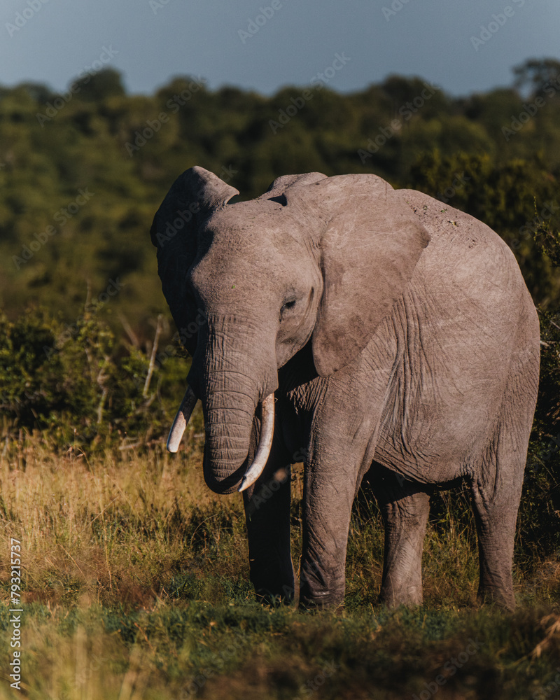 Sun-kissed elephant wanders in Ol Pejeta, Kenya