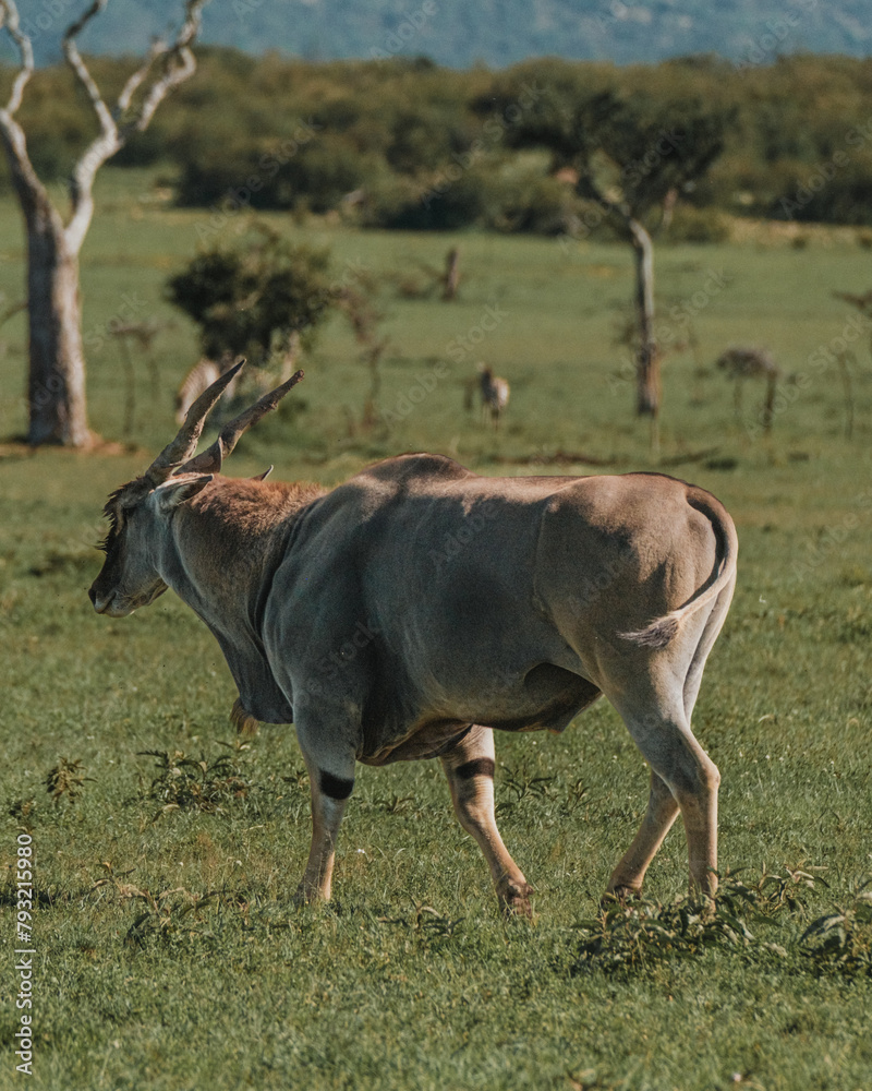 Two elands traverse the green expanses of Masai Mara, Kenya