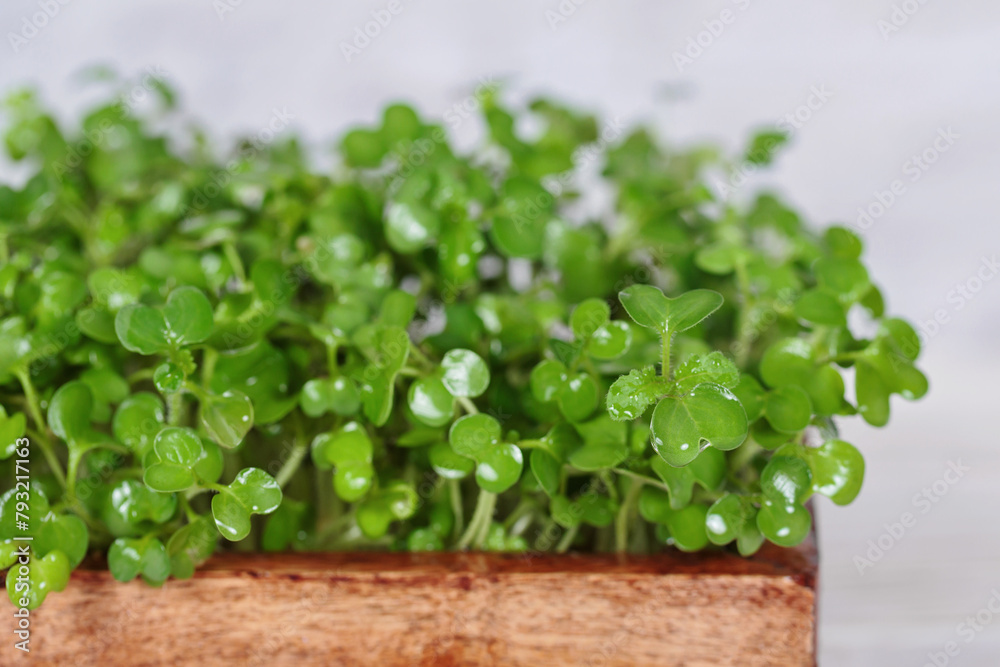 Macro shot of vibrant mustard microgreens in a biodegradable container, a nutritious addition to any diet. Macro shot of vibrant mustard microgreens in a biodegradable container, a nutritious addition to any diet.