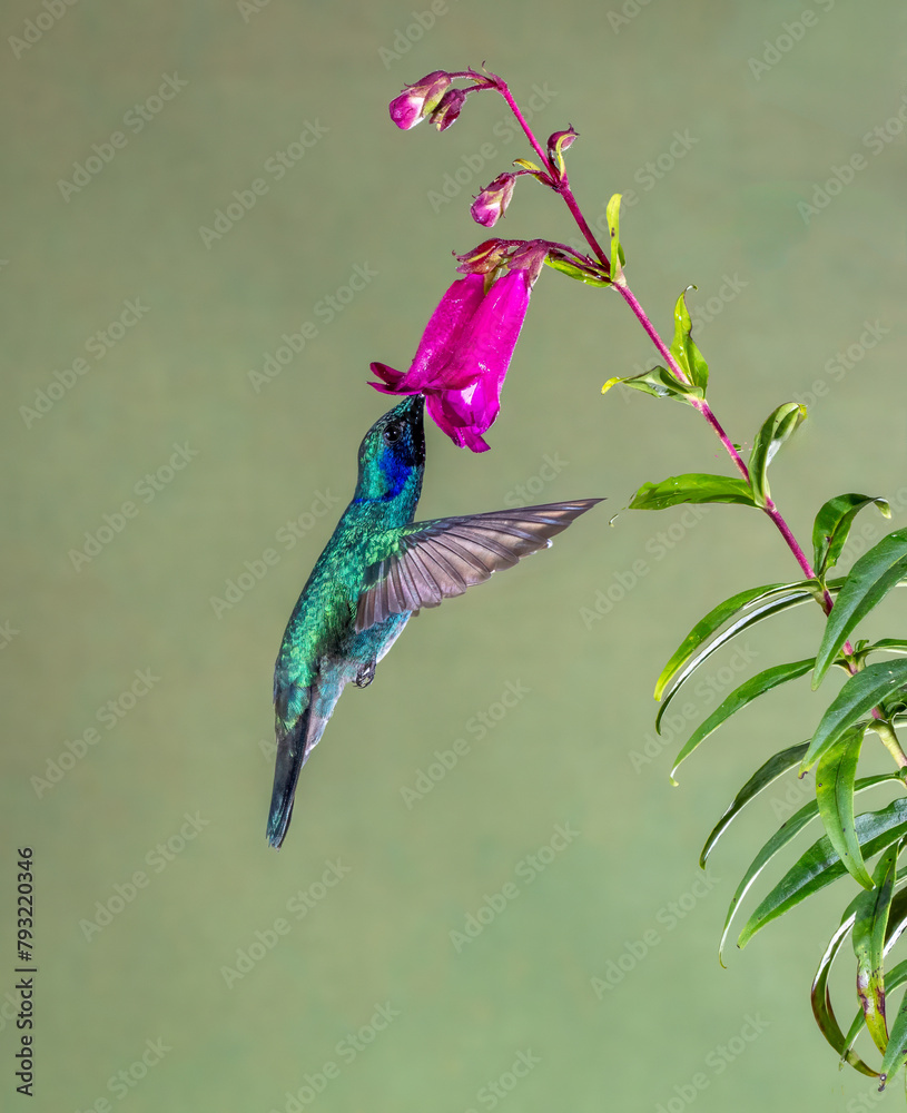 Obraz premium Hummingbirds feeding on flowers