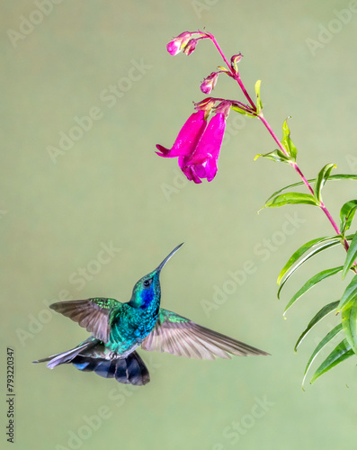 Hummingbirds feeding on flowers