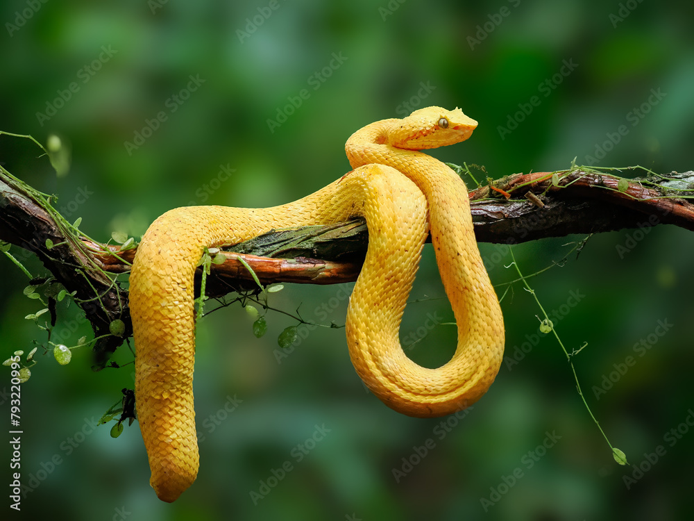 Yellow Eyelash Viper snake coiled on branch in Costa Rica rain forest Yellow Eyelash Viper snake coiled on branch in Costa Rica rain forest