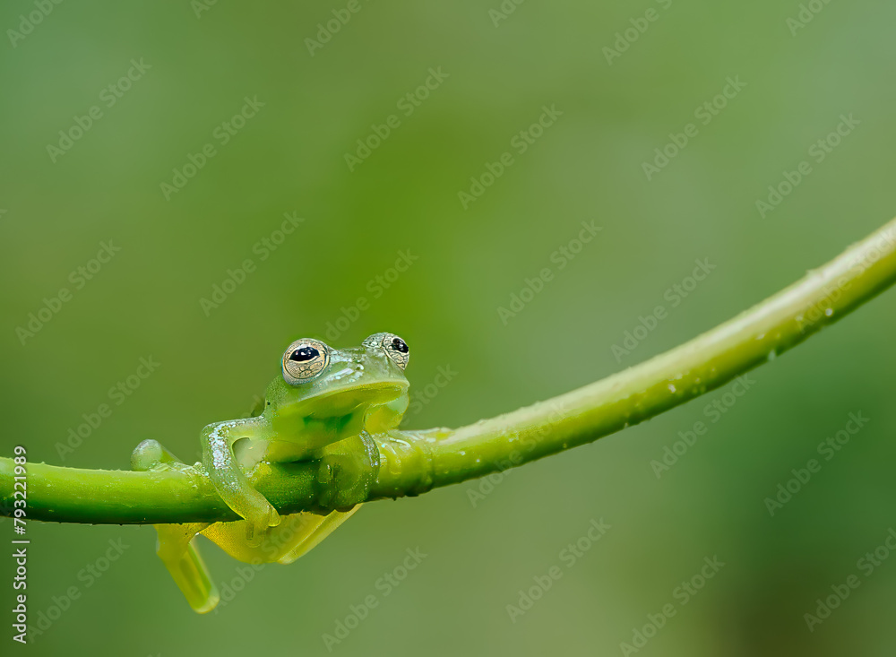 Fototapeta premium Costa Rican glass tree frog perched on green branch