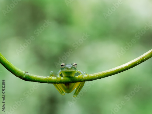 Costa Rican glass tree frog perched on green branch 