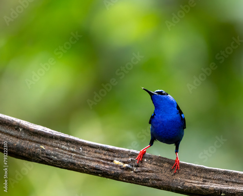 The beautiful Red-legged Honeycreeper in Costa Rica, with vibrant blue body and black wings