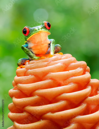 Red-eyed tree frog perched on orange flower