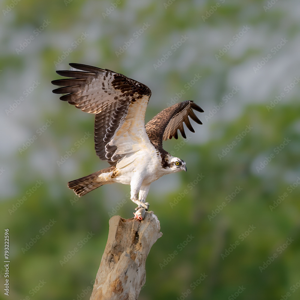 Fototapeta premium Osprey taking flight with fish in claws