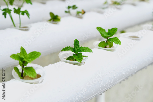 Mint plant growing in hydroponics. Sustainable hydroponic agriculture for future food.