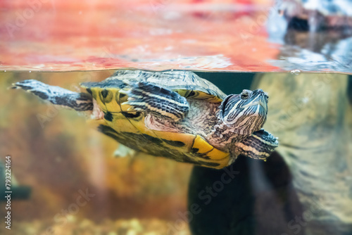 Red-eared turtle Trachemys scripta swims in an aquarium