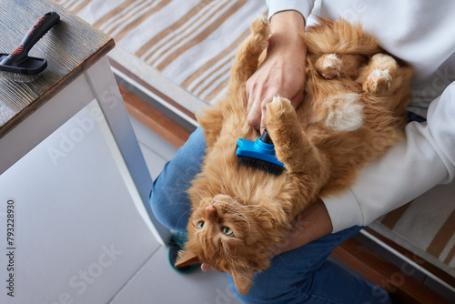 The owner combs the Bengal cat at home on the couch. Pet care.