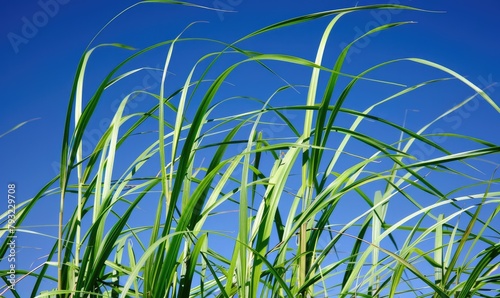 High detailed macro photo o...