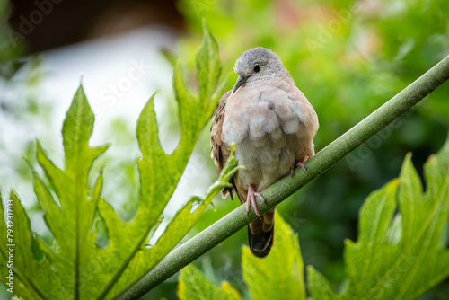 A ruddy ground-dove perched on a branch under rain. Species Columbina talpacoti also know as Rolinha. Animal world. Birdwatching. Birding.
