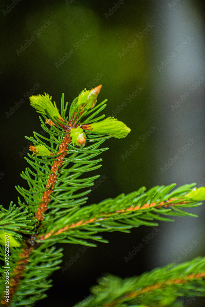 close up of a pine needles close up of a pine needles
