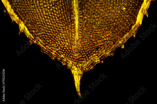 Abstract micrograph of a moss leaf glowing gold in polarization.