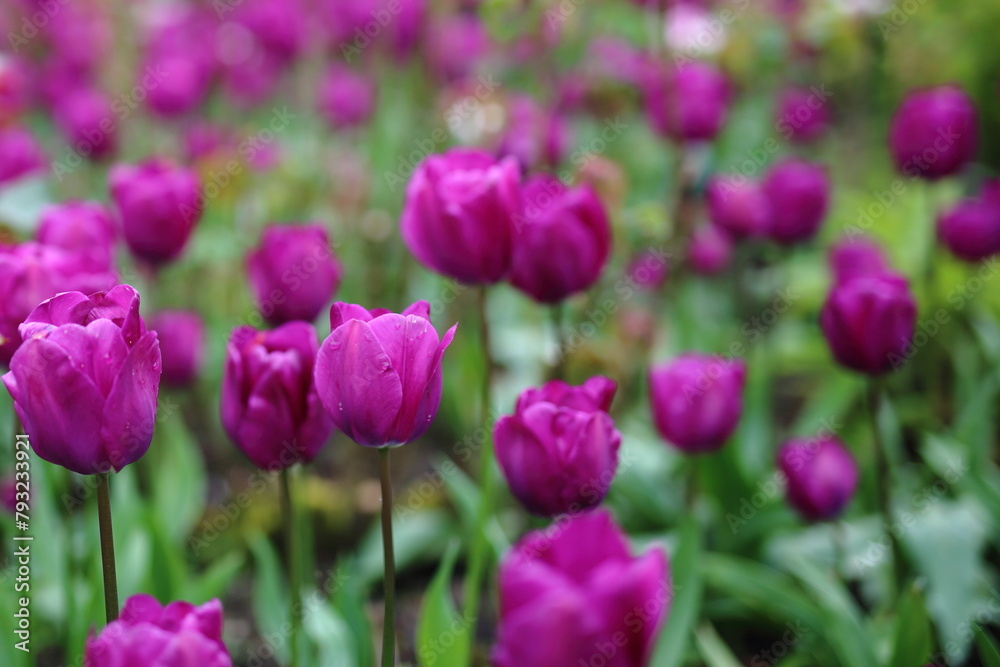 Tulips - Spring in the UK