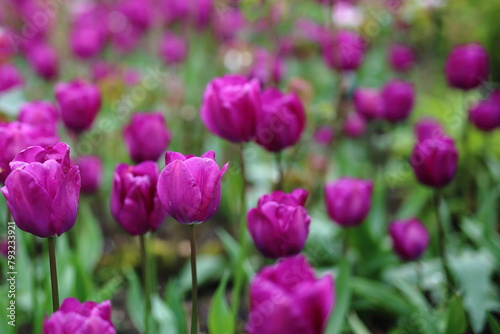 Tulips - Spring in the UK