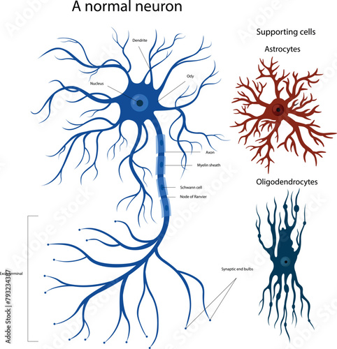 supporting cells Oligodendrocytes and astrocytes. Structure of a neuron. photo