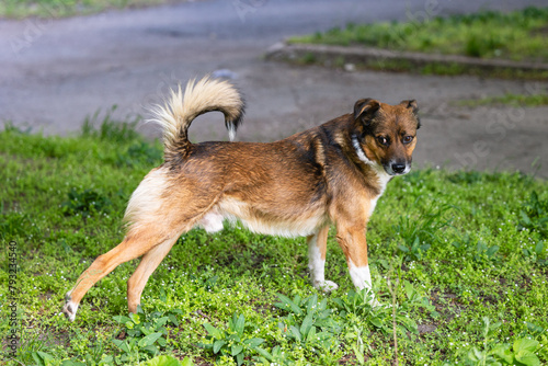 A mongrel dog is standing on the grass © Olena