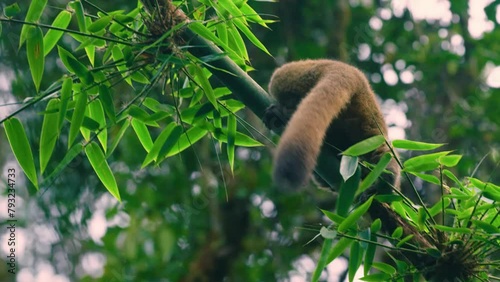 Close up of a golden bamboo lemur (Hapalemur aureus) eating while sitting on a tree. Madagascar rainforest. photo