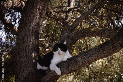 Il Gatto sopra l'albero photo