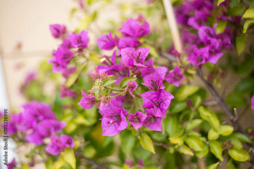 Luxury purple bougainvillea flowers on a branch, close-up, spring bloom