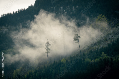 Mystischer und geheimnisvoller Wald im Nebel am Berg photo