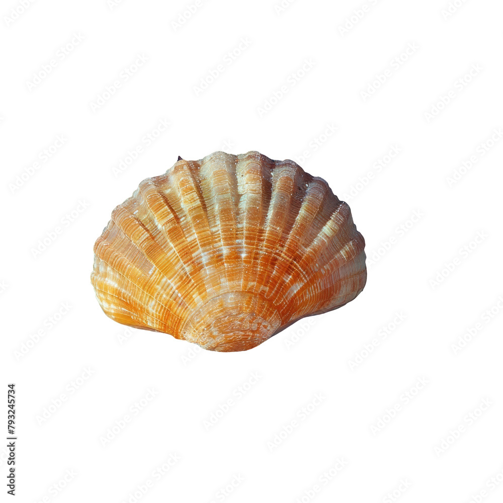 A tiny Pectinidae shell orangish in hue rests delicately against a backdrop of vibrant blue set apart on a see through background A tiny Pectinidae shell orangish in hue rests delicately against a backdrop of vibrant blue set apart on a see through background
