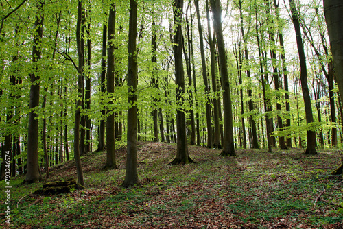 beech forest in spring