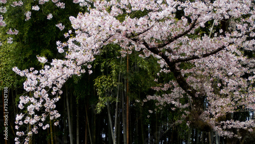 竹林を背景にした満開の桜