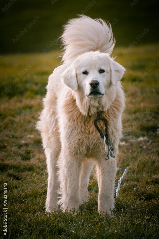 Slovak chuvac dog, guards a flock of sheep