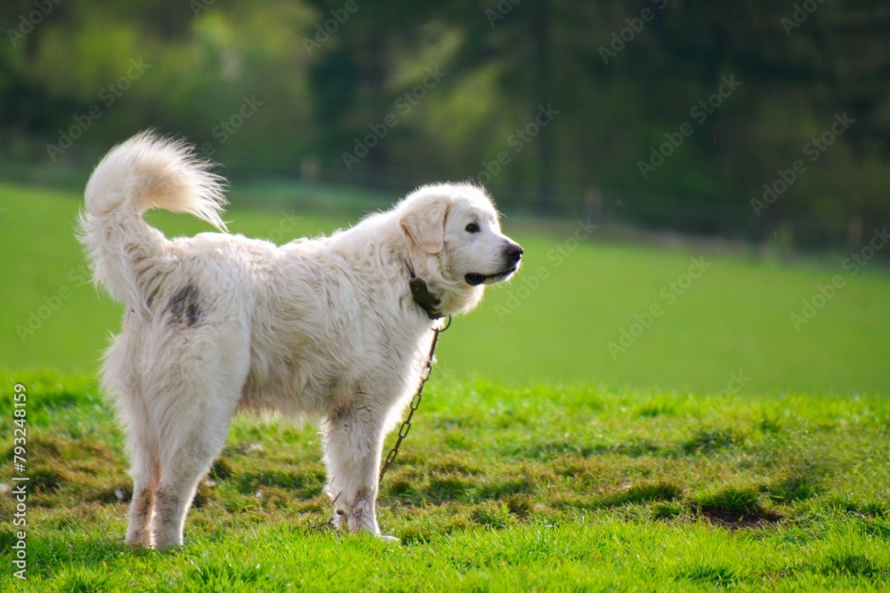 Slovak chuvac dog, guards a flock of sheep Slovak chuvac dog, guards a flock of sheep