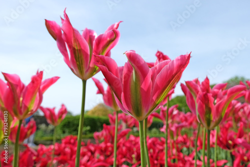 Pink and green viridiflora tulip, tulipa ‘virichic’ in flower. photo
