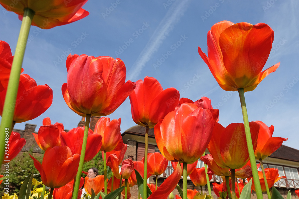 Naklejka premium Orange and red triumph tulip, tulipa ‘Apeldoorn Elite’ in flower, with a blue sky background.