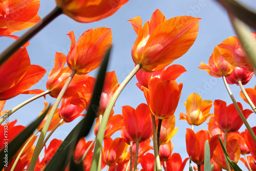 Fototapeta Naklejka Na Ścianę i Meble -  Tall orange and yellow variegated single late tulip, tulipa ‘El Nino’ in flower, with a blue sky background.