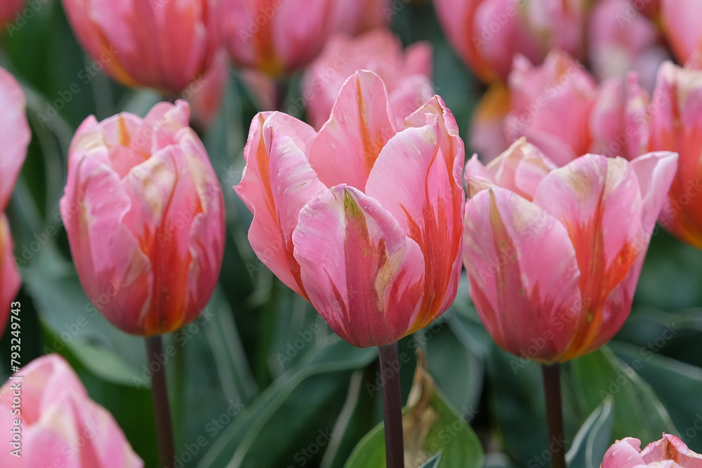 Fototapeta premium Pink and orange triumph tulip, Tulipa ‘Pretty Princess’ in flower.
