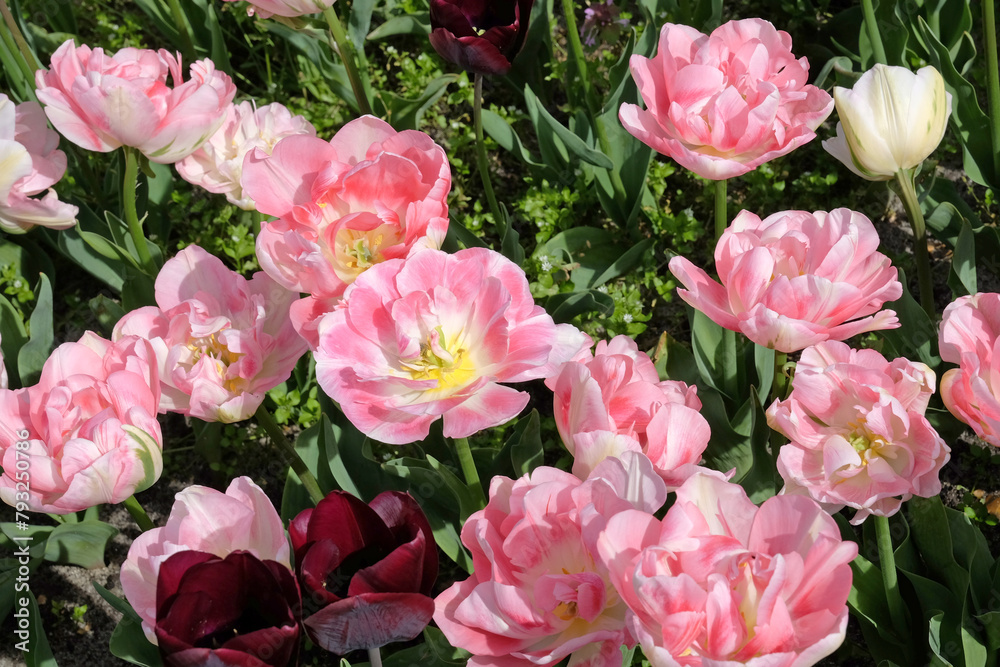 Pink and cream late double tulip, Tulipa ‘Angelique’ in flower.